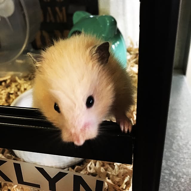 yunさんの実例写真