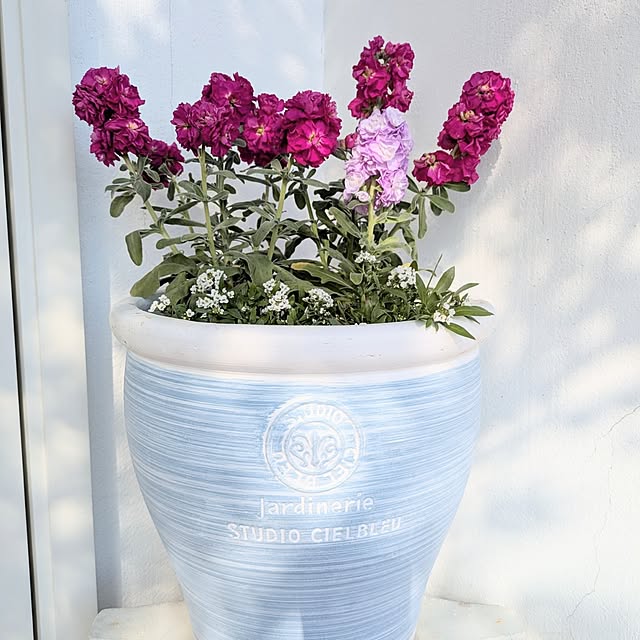 kikufujiさんの部屋