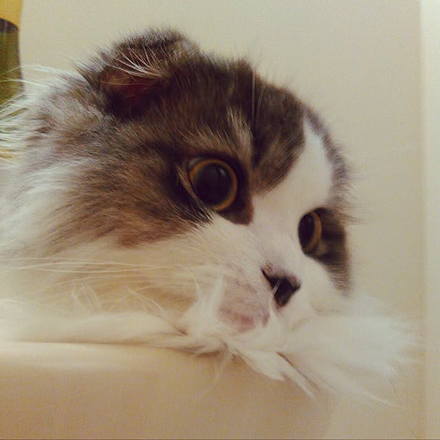 amo69xxさんの実例写真