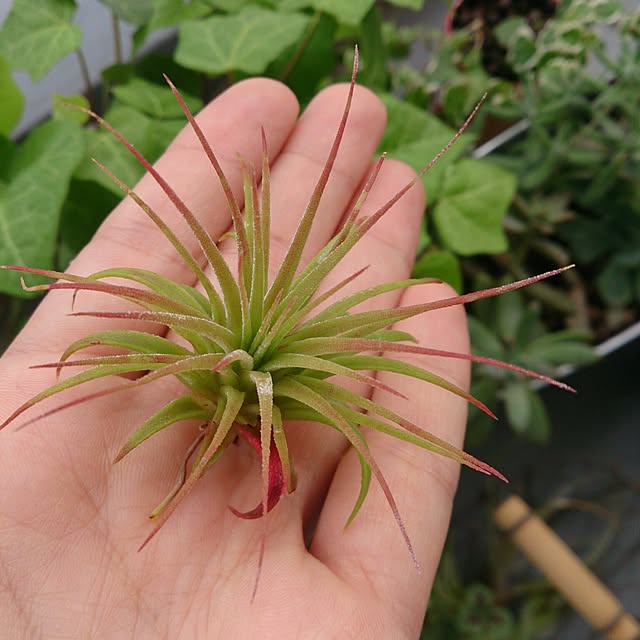 エアープランツ/多肉寄せ植え/ダイソー♡/100均/多肉植物...などのインテリア実例 - 2016-06-21 17:25:53
