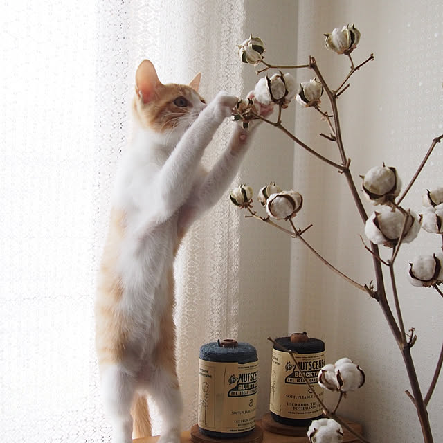 Toiroさんの実例写真