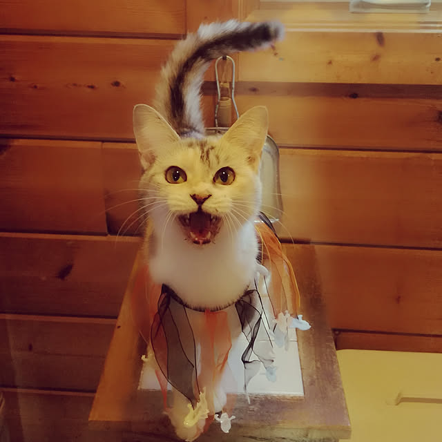Maki-nekomamireさんの実例写真