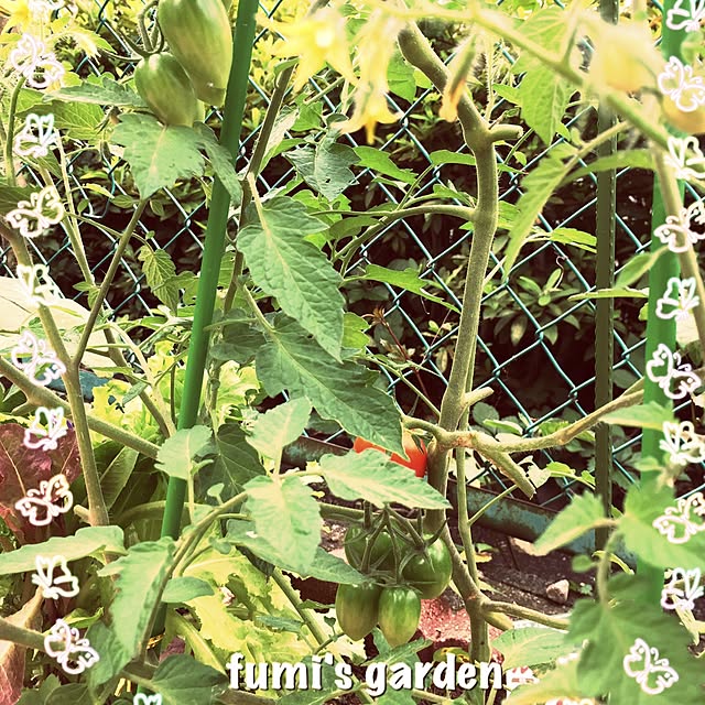 fumroniさんの実例写真