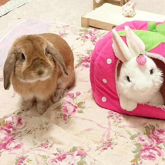 ruruさんの実例写真