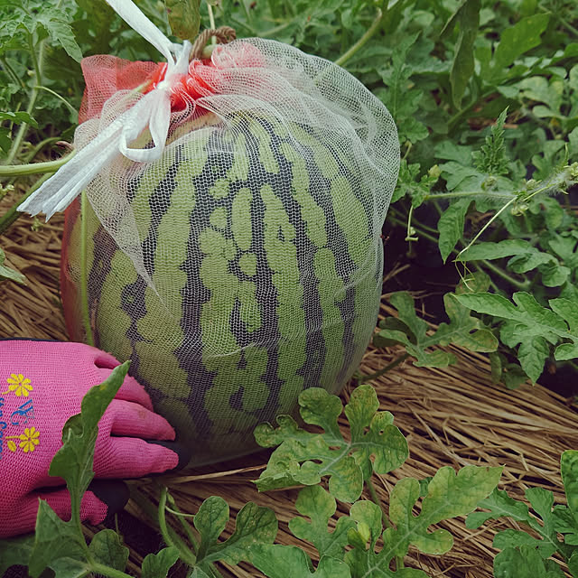 usaさんの実例写真