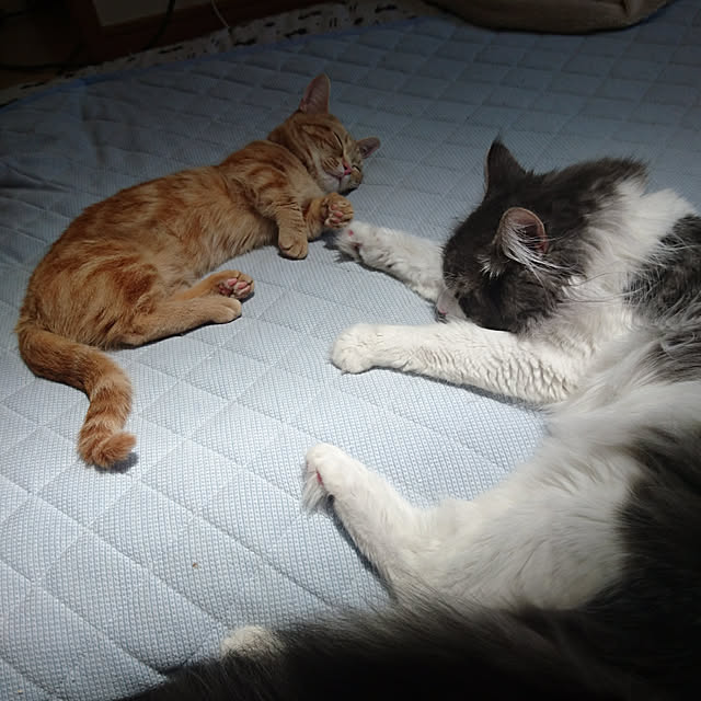 shinobuさんの実例写真