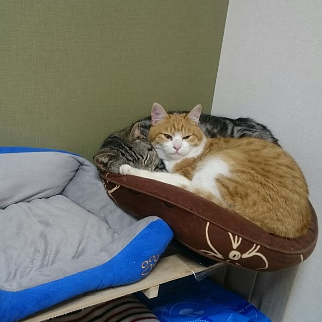 tomoさんの実例写真