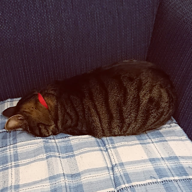 taka-kiさんの実例写真