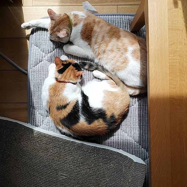 koyurizuさんの部屋