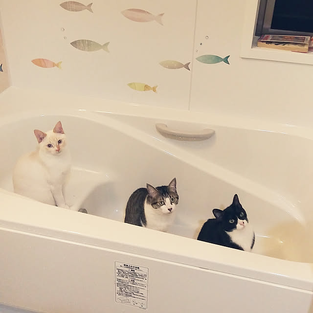 Gomaさんの実例写真