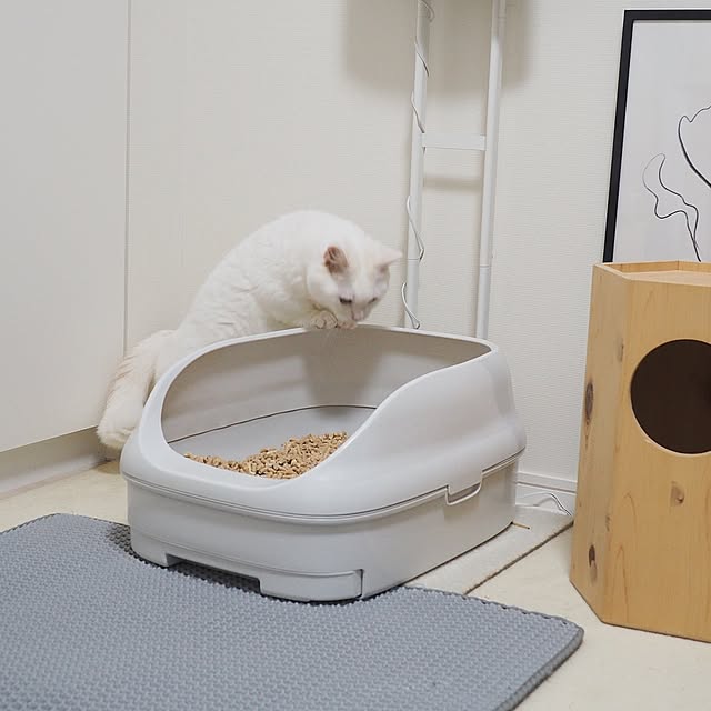 tomatoさんの部屋