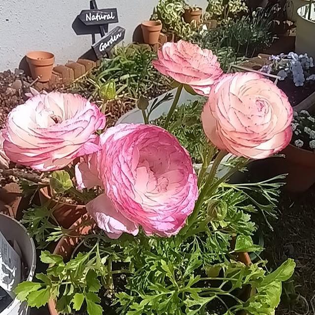 h.t.さんの実例写真