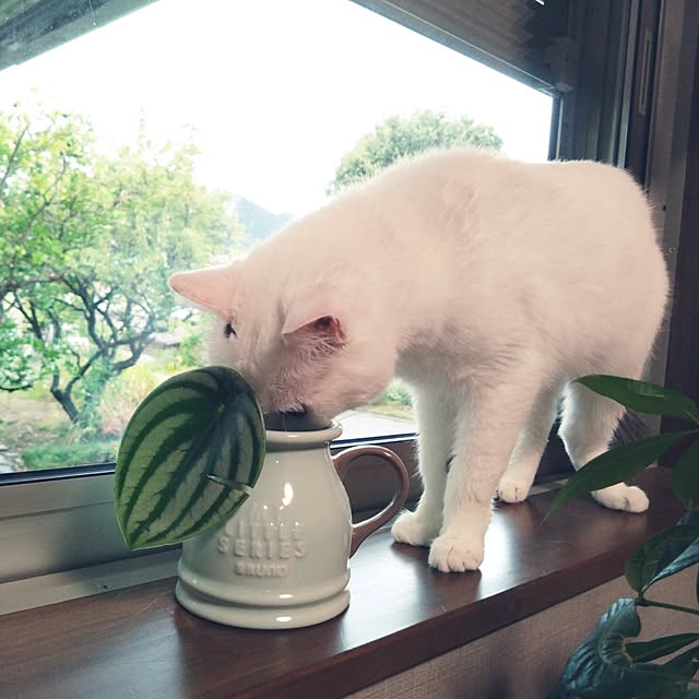 MIPORINNさんの実例写真