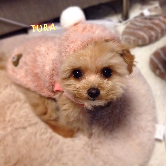 risaさんの実例写真