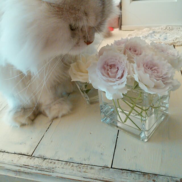 BrocadeDoorさんの実例写真