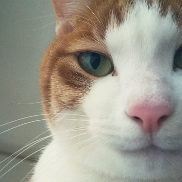 tamacharouさんの実例写真
