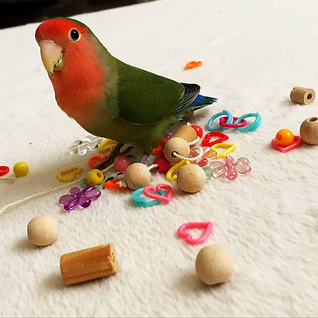 pipiさんの実例写真