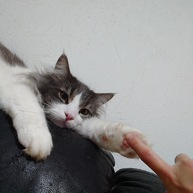 shinobuさんの実例写真