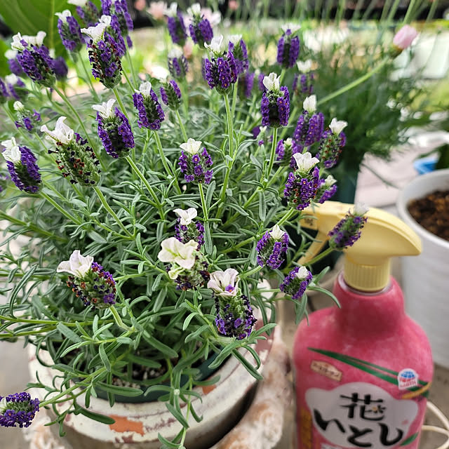 VIORAさんの実例写真