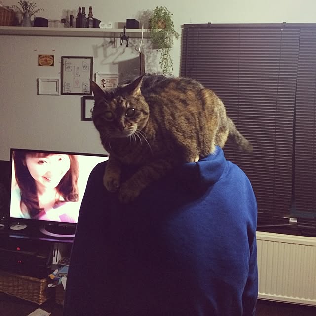 maiさんの実例写真