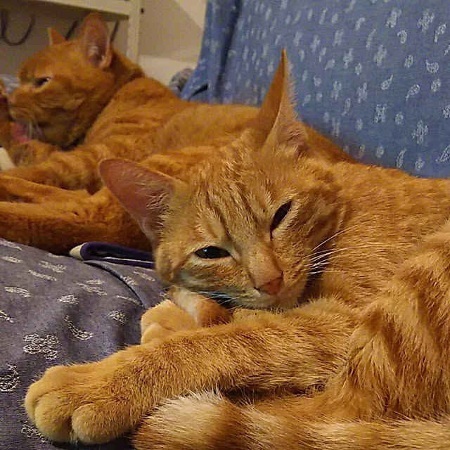 37さんの実例写真