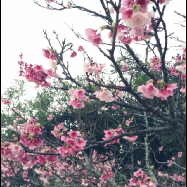 mamakoさんの実例写真