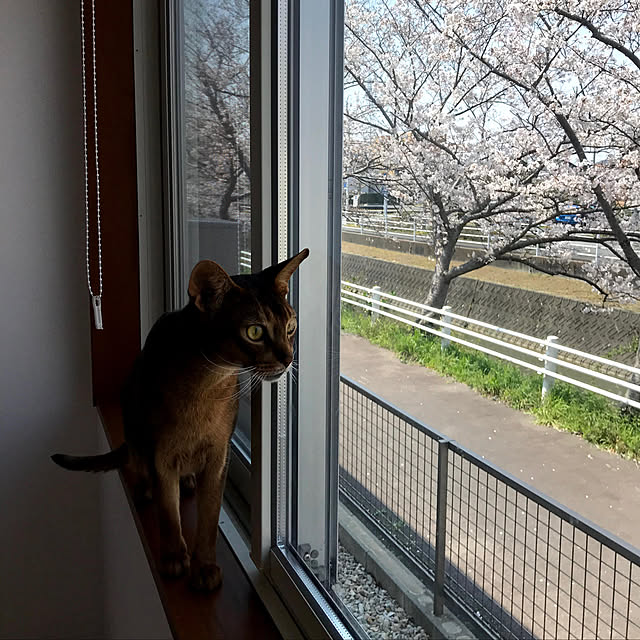 Arielさんの実例写真