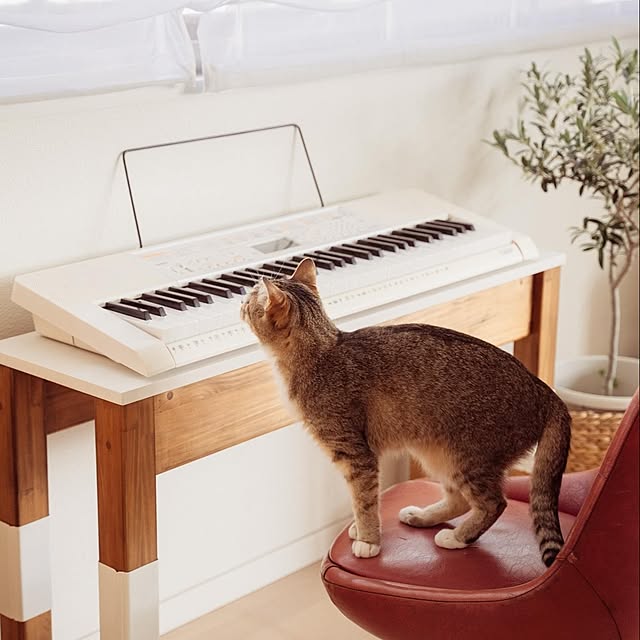 accorinさんの実例写真