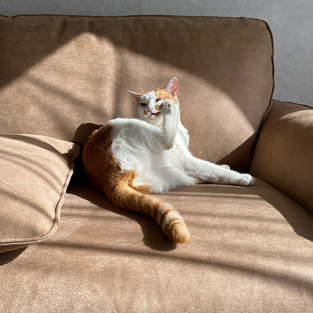 cattowerさんの実例写真
