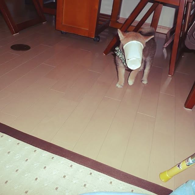 kotaさんの実例写真