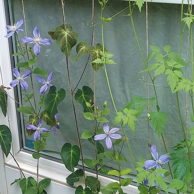 yukkoさんの実例写真