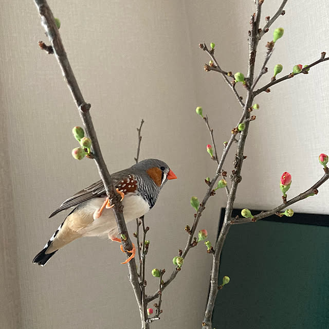 MOKAさんの実例写真