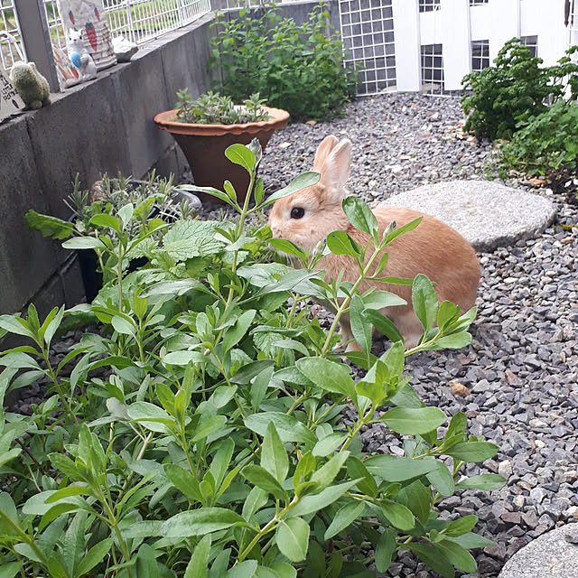 aiさんの実例写真