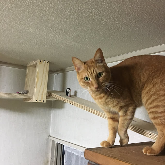 yoshi-yoshiさんの実例写真