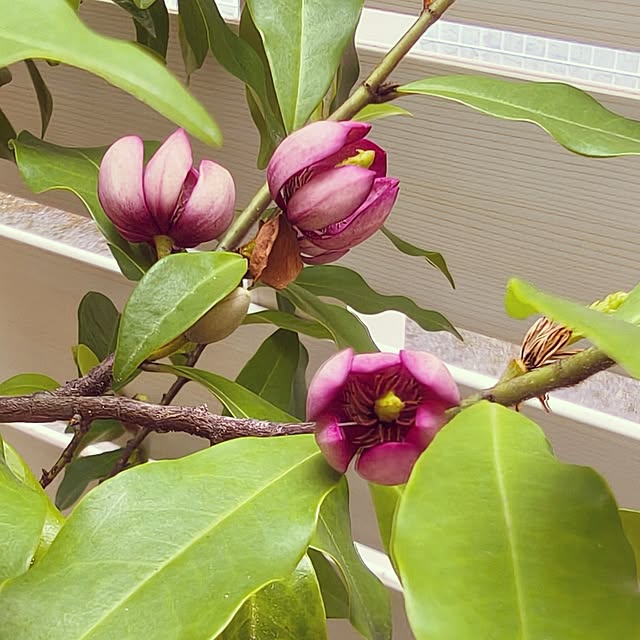 monchanさんの実例写真