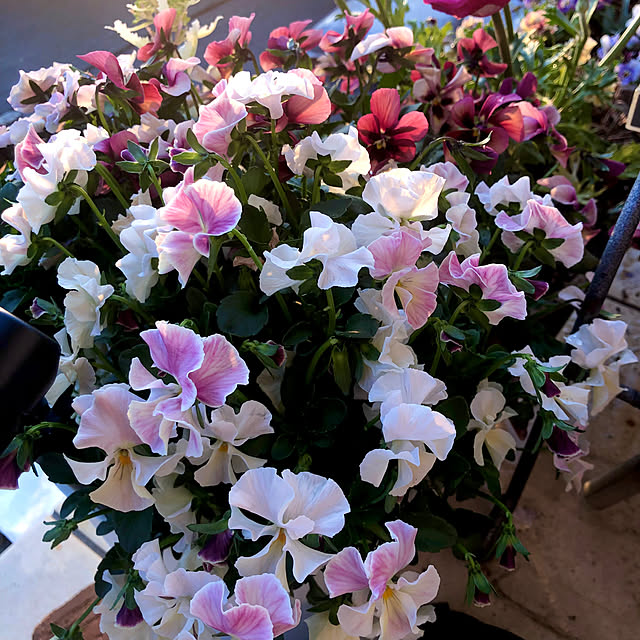 tomoさんの実例写真