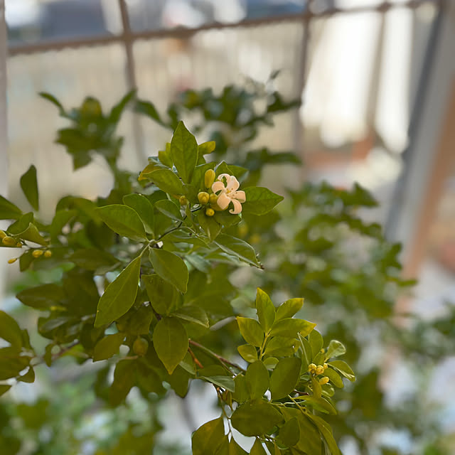 sakuraさんの部屋