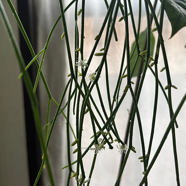 greycatsさんの部屋