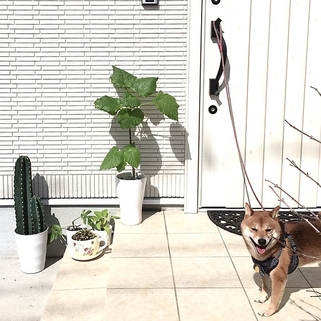 hanakoさんの実例写真