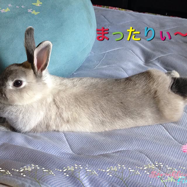 yokomokoさんの実例写真