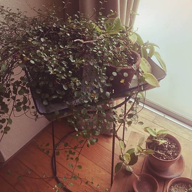 ベッド周り/観葉植物のインテリア実例 - 2017-05-27 09:07:58
