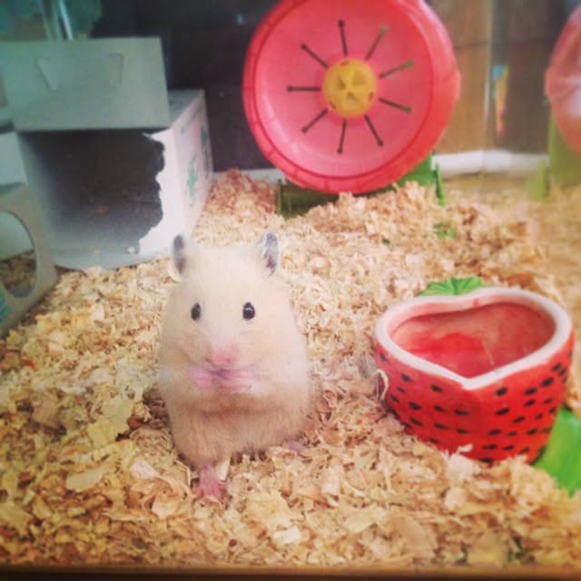 mimikoさんの実例写真