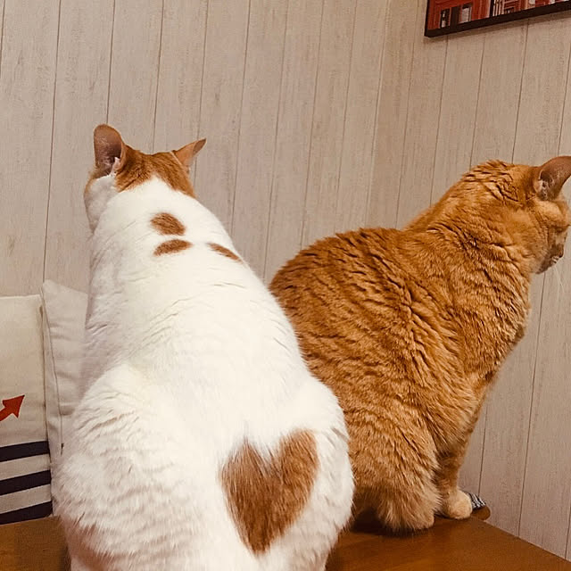 tututu0204さんの実例写真