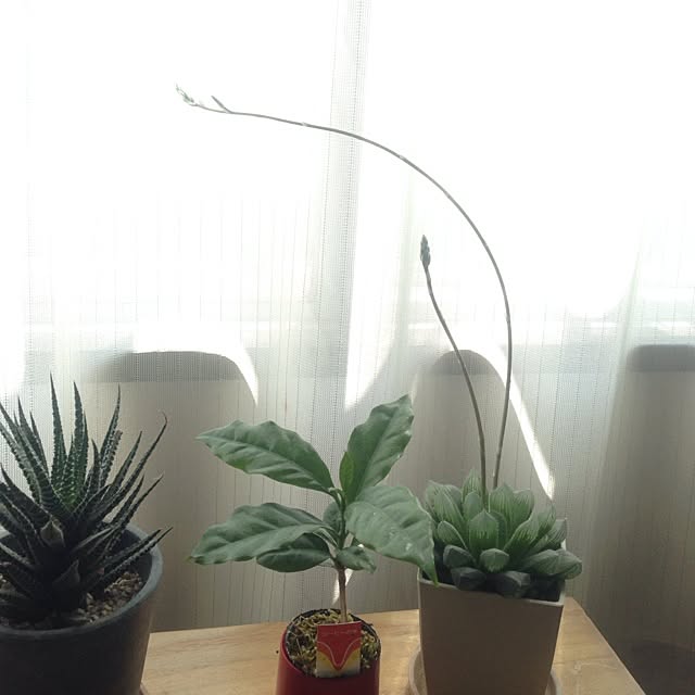 fuwa_hitoiroplusさんの実例写真