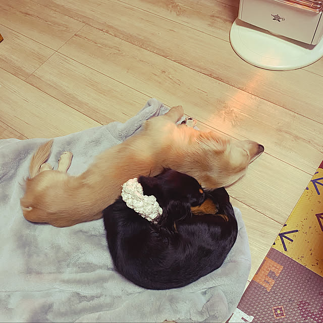 uninekoさんの実例写真