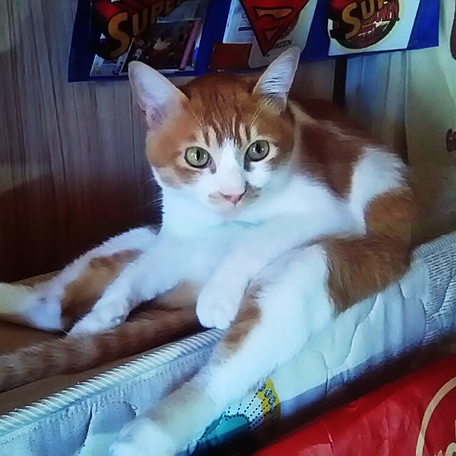 yamatoさんの実例写真