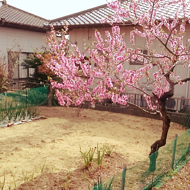 maiさんの実例写真