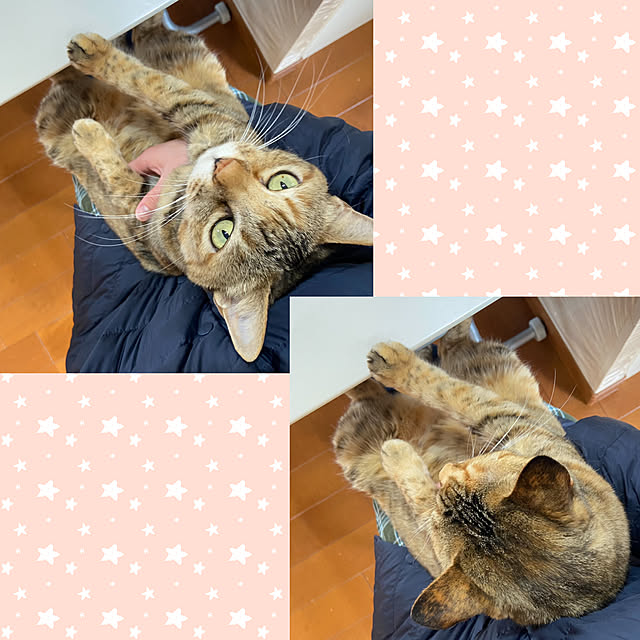 hansho.sさんの実例写真