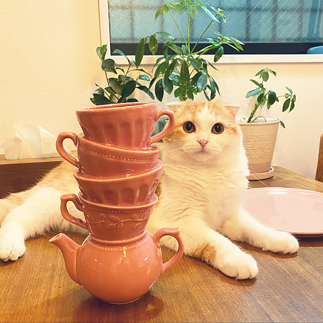 poniさんの実例写真