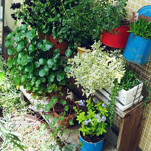 chiipinさんの実例写真